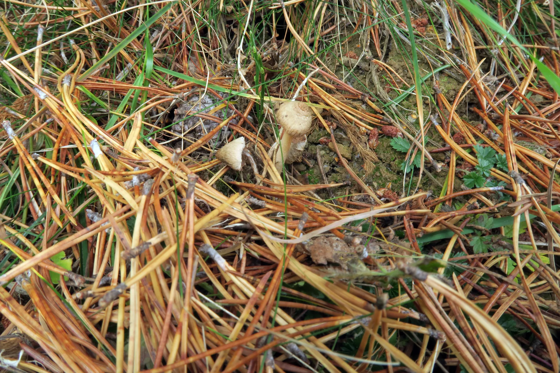 Inocybe sindonia - 1 - IMG_4580
